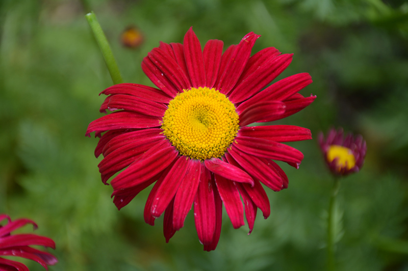 Robinson's Red Painted Daisy (Tanacetum coccineum 'Robinson's Red') at Roger's Gardens