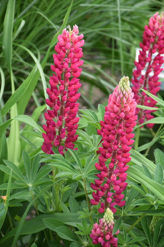Popsicle Red Lupine (Lupinus 'Popsicle Red') at Roger's Gardens