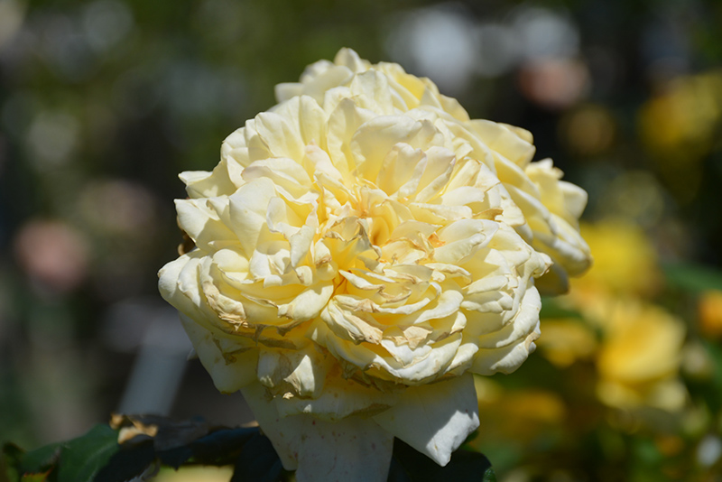 Moonlight Romantica Rose (Rosa 'Meikaquinz') at Roger's Gardens
