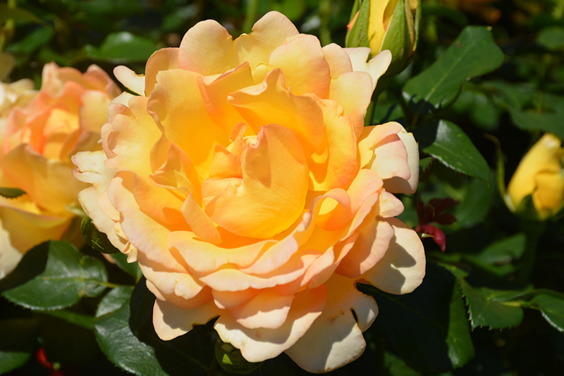 Gold Struck Rose (Rosa 'Gold Struck') at Roger's Gardens