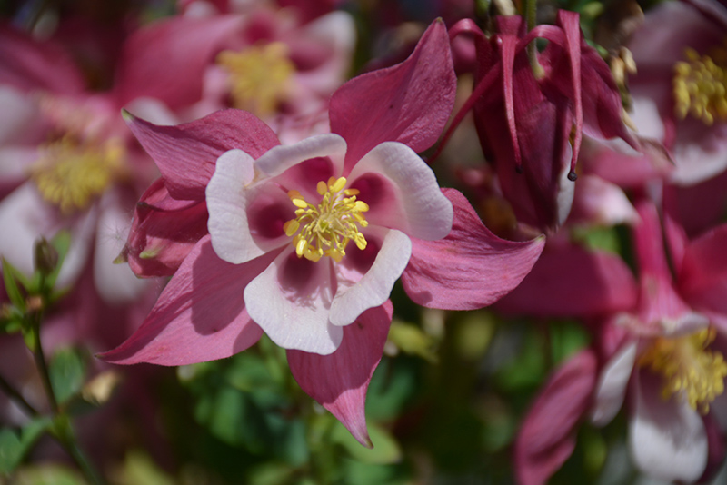 Origami Rose and White Columbine (Aquilegia 'Origami Rose and White') at Roger's Gardens