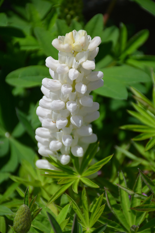 Gallery White Lupine (Lupinus 'Gallery White') at Roger's Gardens