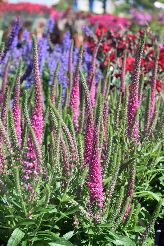 Red Fox Speedwell (Veronica spicata 'Red Fox') at Roger's Gardens