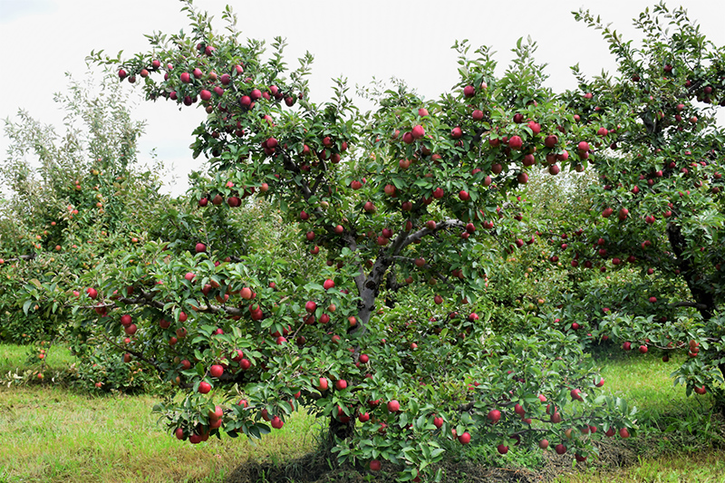 Red Delicious Apple (Malus 'Red Delicious') at Roger's Gardens