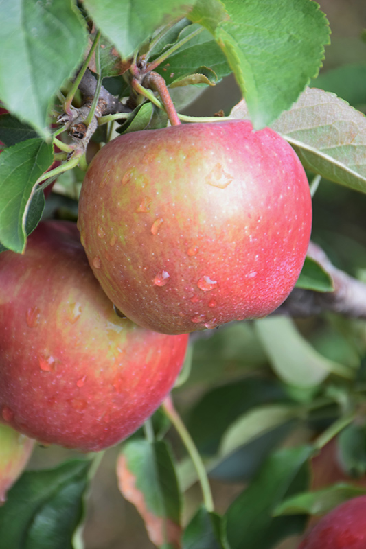 Red Delicious Apple (Malus 'Red Delicious') at Roger's Gardens