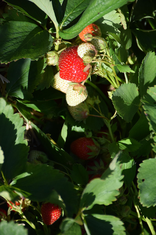 Sapphire Strawberry (Fragaria 'Sapphire') at Roger's Gardens
