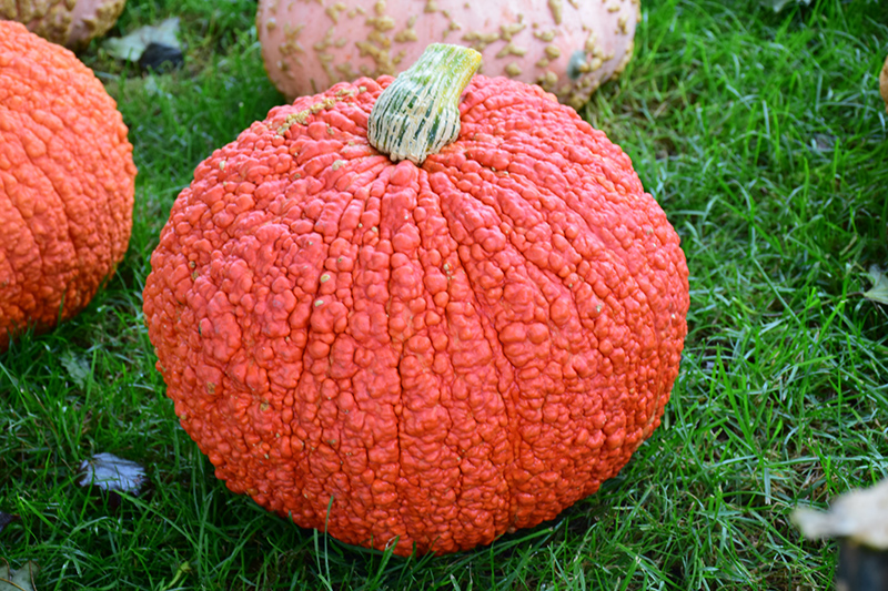 Red Warty Thing Pumpkin (Cucurbita maxima 'Red Warty Thing') at Roger's Gardens