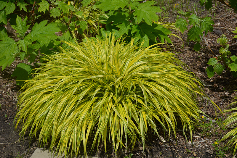 Golden Variegated Hakone Grass (Hakonechloa macra 'Aureola') at Roger's Gardens
