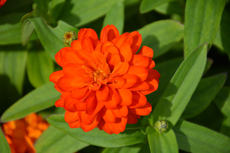 Profusion Double Fire Zinnia (Zinnia 'Profusion Double Fire') at Roger's Gardens