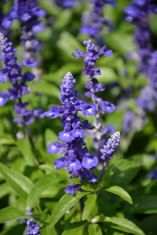 Midnight Candle Salvia (Salvia farinacea 'Midnight Candle') at Roger's Gardens