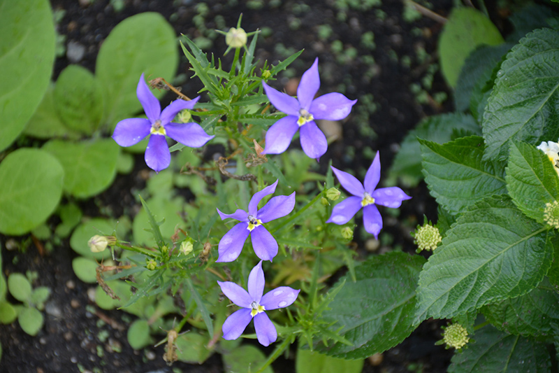 Fizz N Pop Glowing Violet Blue Stars (Isotoma axillaris 'Tmlu 1301') at Roger's Gardens