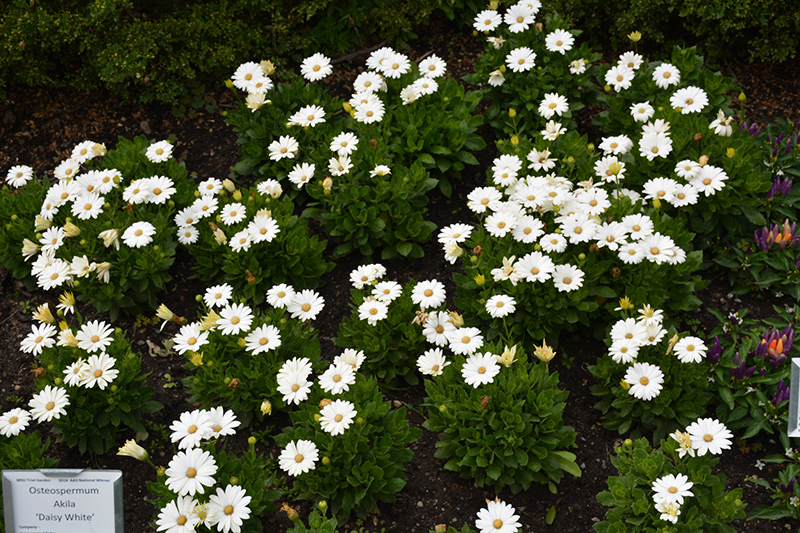 Akila Daisy White African Daisy (Osteospermum ecklonis 'Akila Daisy White') at Roger's Gardens