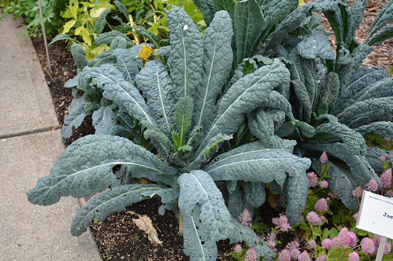 Black Magic Kale (Brassica oleracea var. sabellica 'Black Magic') at Roger's Gardens