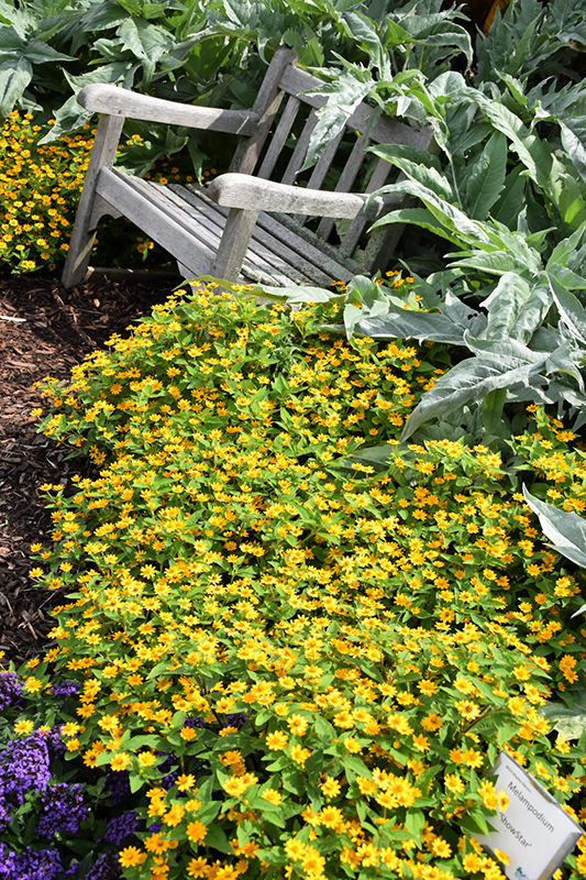 Showstar Melampodium (Melampodium paludosum 'Showstar') at Roger's Gardens