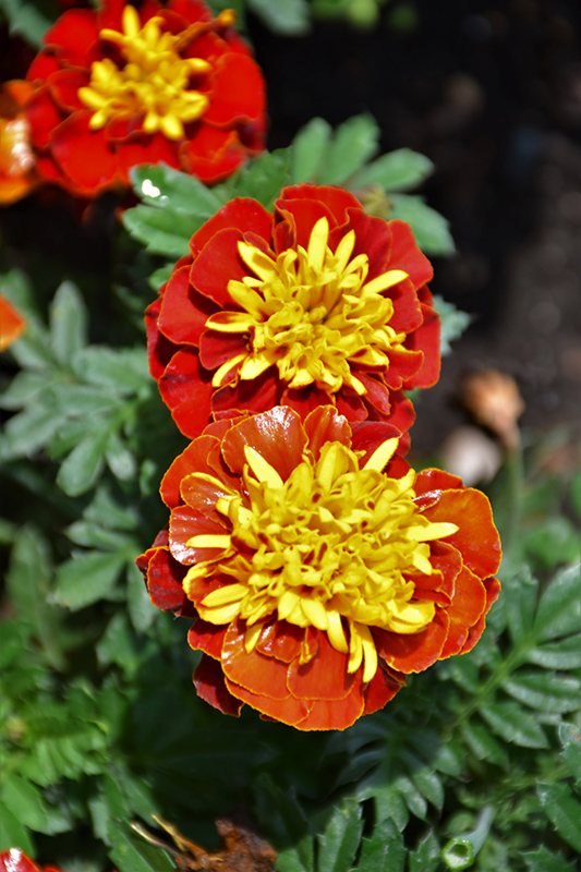 Super Hero Spry Marigold (Tagetes patula 'Super Hero Spry') at Roger's Gardens
