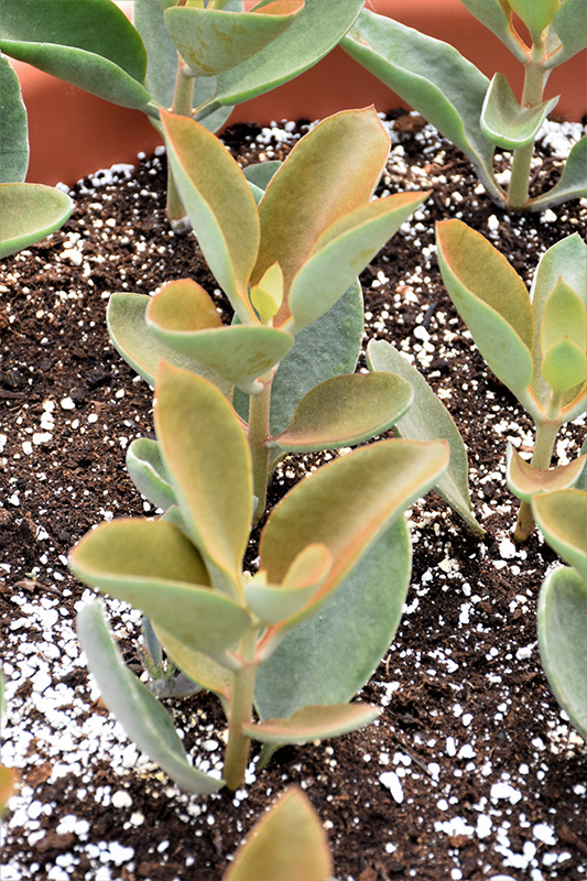 Copper Spoons (Kalanchoe orgyalis) at Roger's Gardens