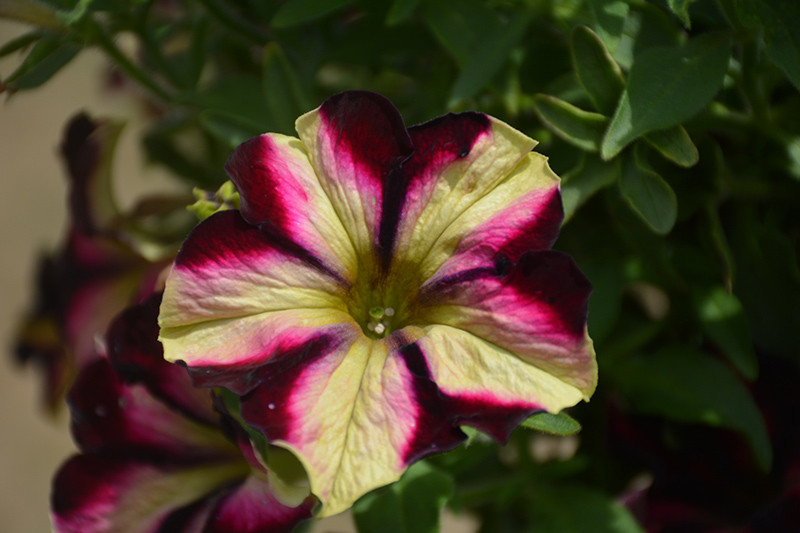 Crazytunia Pulse Petunia (Petunia 'Crazytunia Pulse') at Roger's Gardens
