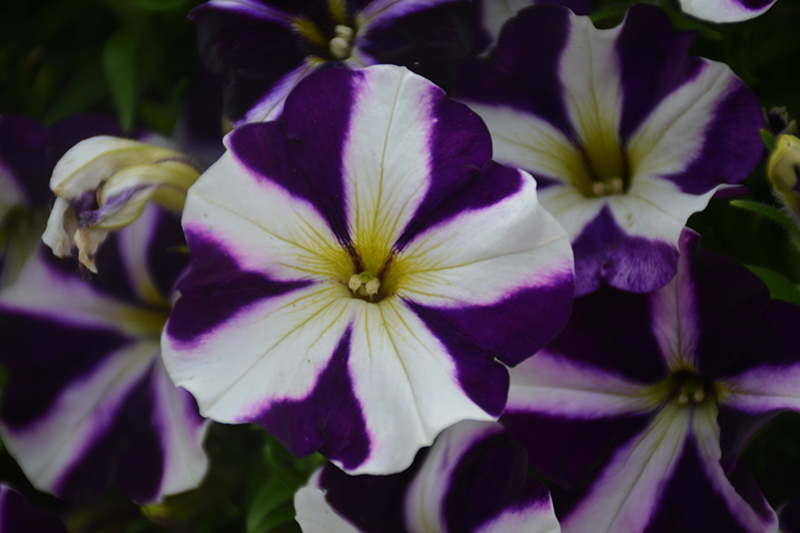 Amore Purple (Petunia 'Amore Purple') at Roger's Gardens