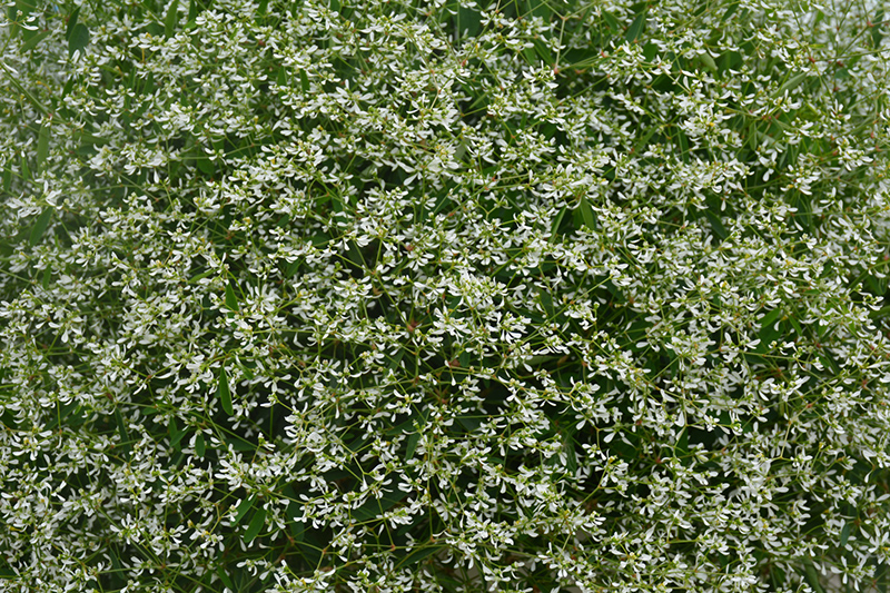 Diamond Mountain Euphorbia (Euphorbia 'Diamond Mountain') at Roger's Gardens