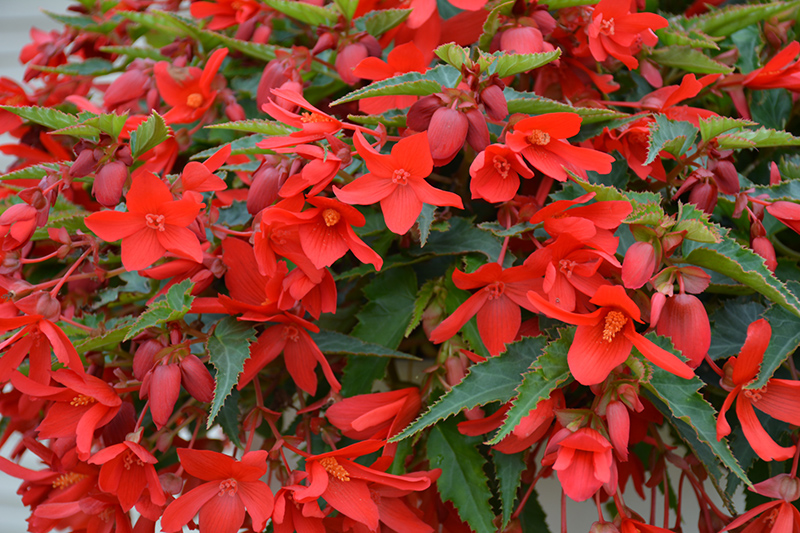 Bossa Nova Red Shades Begonia (Begonia boliviensis 'Bossa Nova Red Shades') at Roger's Gardens