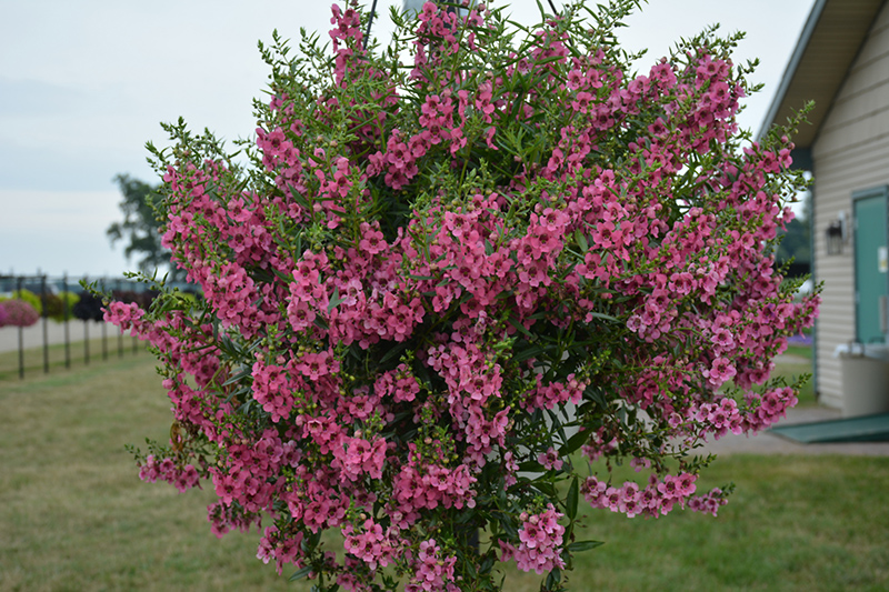 Angelface Cascade Pink Angelonia (Angelonia angustifolia 'ANCASPI') at Roger's Gardens