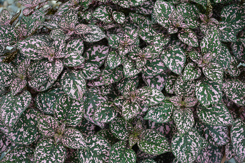Hippo Pink Polka Dot Plant (Hypoestes phyllostachya 'Hippo Pink') at Roger's Gardens