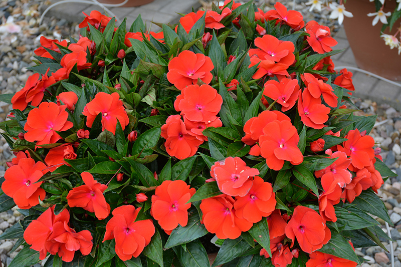 Magnum Red Flame New Guinea Impatiens (Impatiens 'Magnum Red Flame') at Roger's Gardens