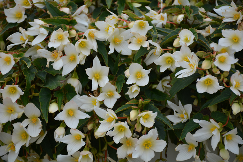 Beauvilia White Begonia (Begonia boliviensis 'Beauvilia White') at Roger's Gardens