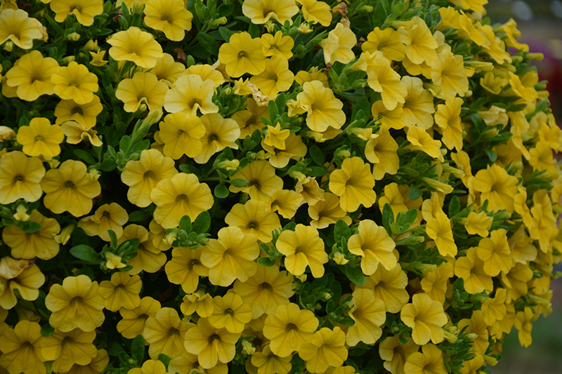 Lia Yellow Calibrachoa (Calibrachoa 'Lia Yellow') at Roger's Gardens