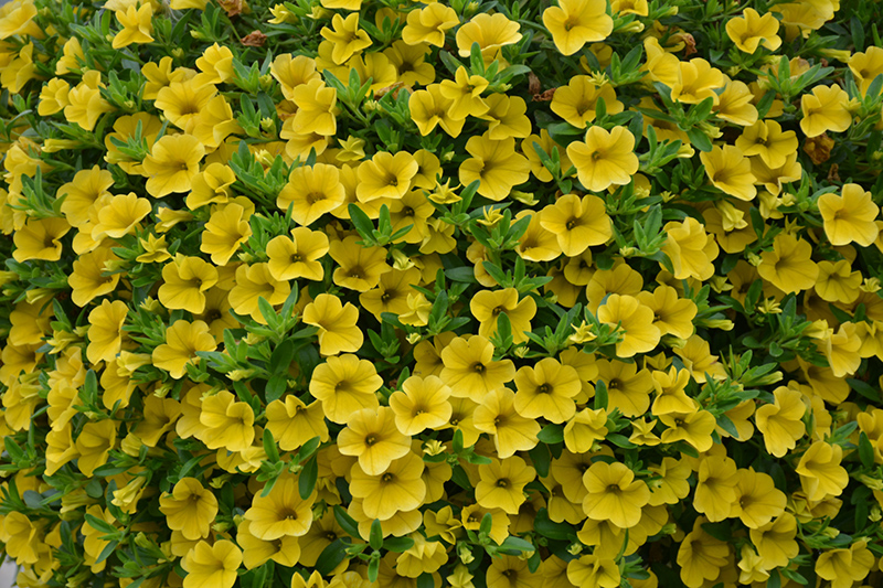 MiniFamous Uno Yellow Calibrachoa (Calibrachoa 'KLECA17003') at Roger's Gardens