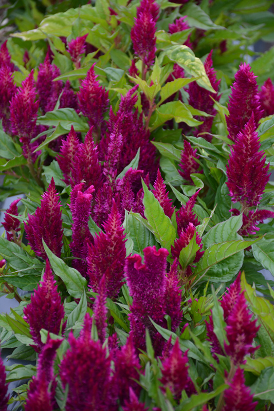 First Flame Purple Celosia (Celosia 'PAS1295065') at Roger's Gardens