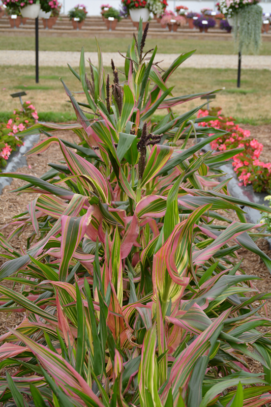 Corn - Ornamental 'Pink Zebra' - Garden Crossings