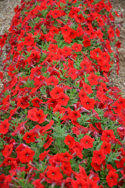 Easy Wave Red Petunia (Petunia 'Easy Wave Red') at Roger's Gardens