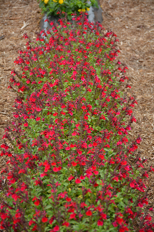 Mirage Cherry Red Autumn Sage (Salvia greggii 'Balmircher') at Roger's Gardens