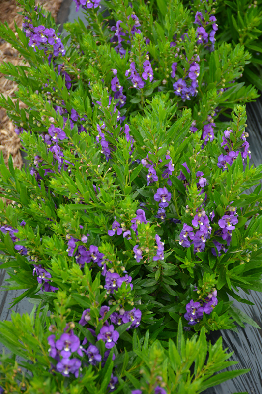 Adessa Blue Angelonia (Angelonia angustifolia 'Adessa Blue') at Roger's Gardens