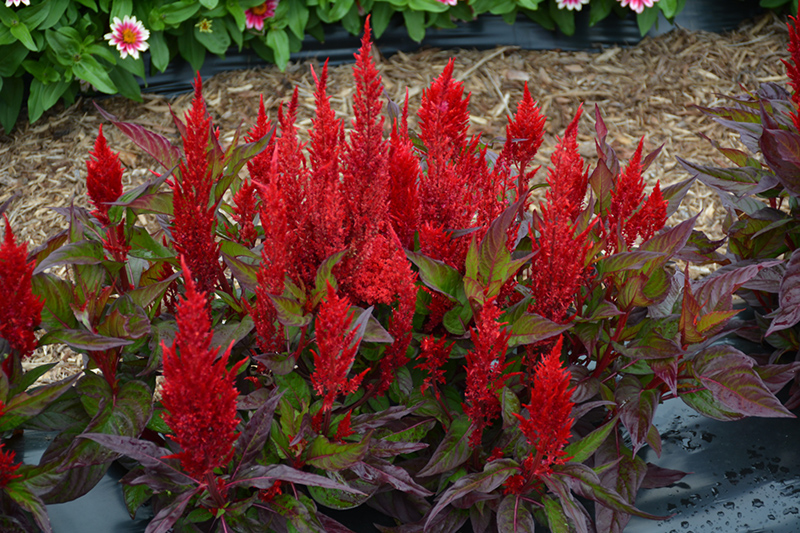 Century Red Celosia (Celosia 'Century Red') at Roger's Gardens