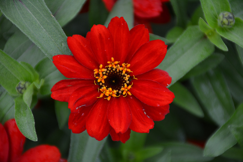 Profusion Red Zinnia (Zinnia 'Profusion Red') at Roger's Gardens
