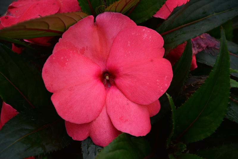 Magnum Hot Pink New Guinea Impatiens (Impatiens 'Magnum Hot Pink') at Roger's Gardens