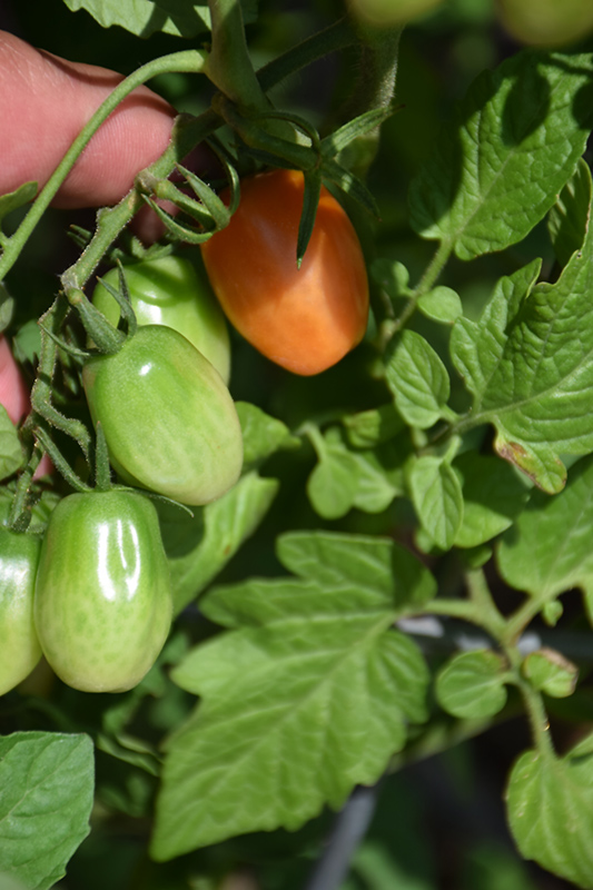 Valentine Tomato (Solanum lycopersicum 'Valentine') at Roger's Gardens