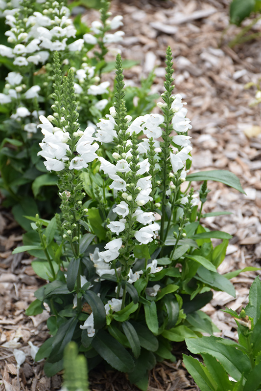 Crystal Peak White Obedient Plant (Physostegia virginiana 'Crystal Peak White') at Roger's Gardens