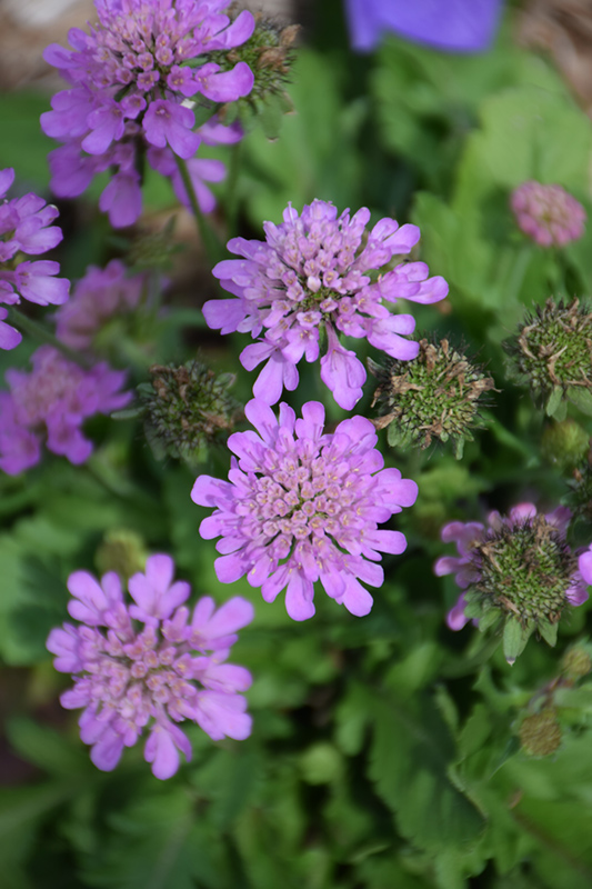 Ritz Rose Pincushion Flower (Scabiosa japonica 'Ritz Rose') in Orange  County, CA California CA at Roger's Gardens