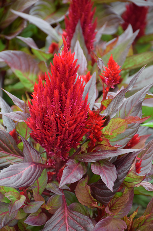 New Look Celosia (Celosia plumosa 'New Look') at Roger's Gardens