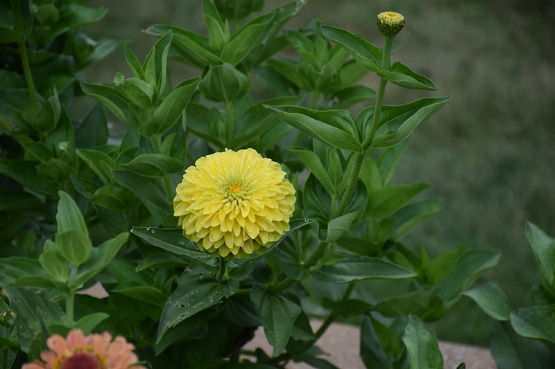 Queeny Lime Zinnia (Zinnia 'Queeny Lime') at Roger's Gardens