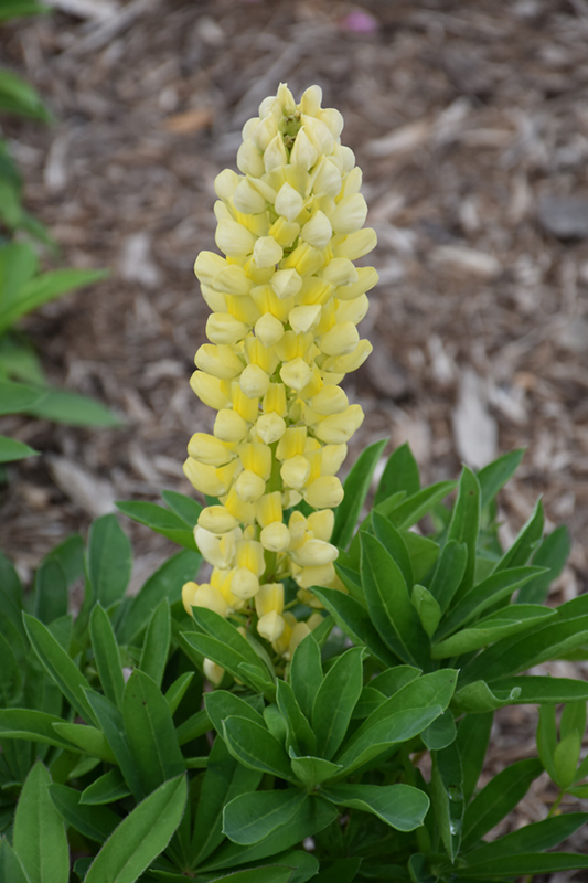 Popsicle Yellow Lupine (Lupinus 'Popsicle Yellow') at Roger's Gardens