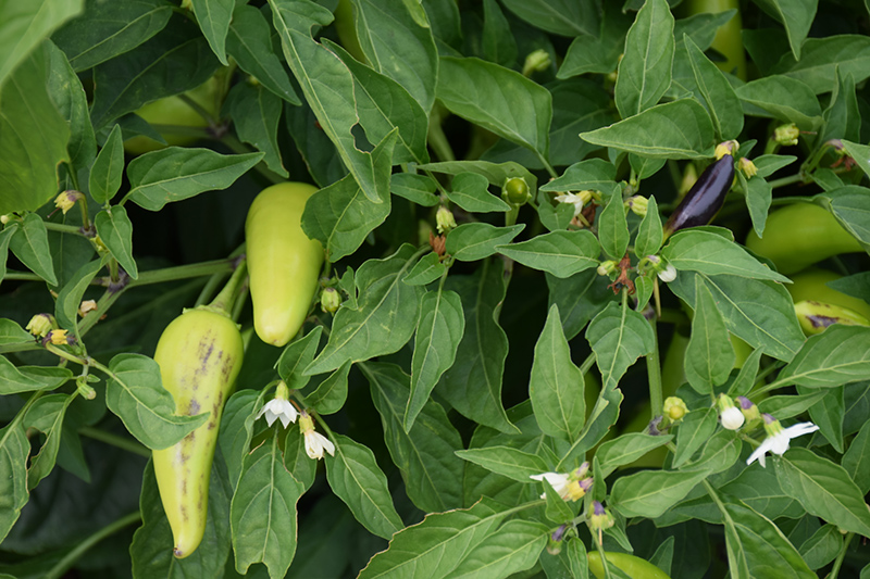 Alter Ego Hot Pepper (Capsicum annuum 'Alter Ego') in Orange County, CA ...