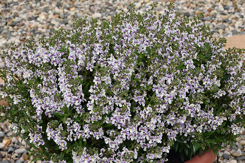 Alonia Bicolor Violet Angelonia (Angelonia angustifolia 'Alonia Bicolor Violet') at Roger's Gardens