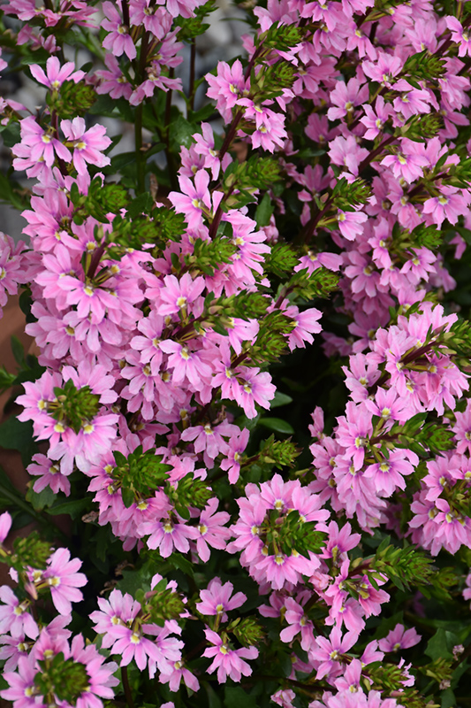 Whirlwind Pink Fan Flower (Scaevola aemula 'Whirlwind Pink') at Roger's Gardens