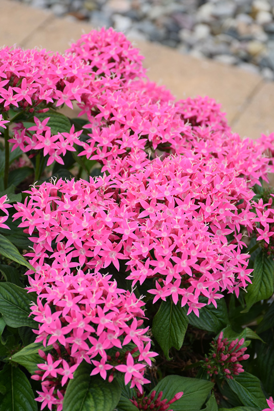 Lucky Star Deep Pink Star Flower (Pentas lanceolata 'PAS1187213') at Roger's Gardens