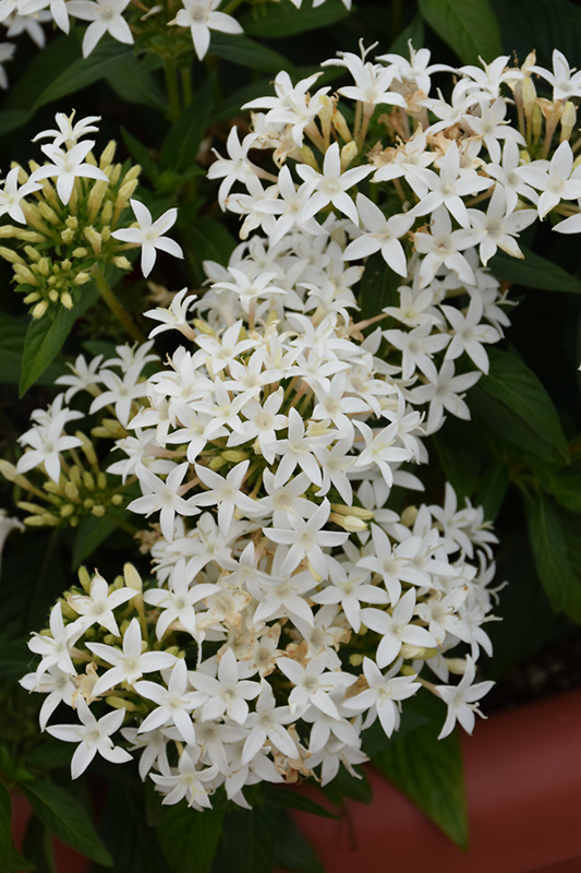Lucky Star White Star Flower (Pentas lanceolata 'PAS1284142') at Roger's Gardens
