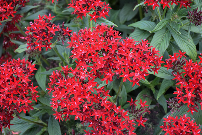 Lucky Star Dark Red Star Flower (Pentas lanceolata 'PAS1231189') at Roger's Gardens